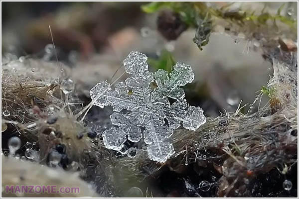 دانه های برف در عکاسی از نمای نزدیک